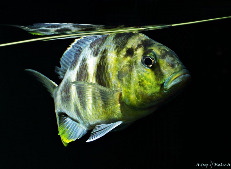 Nimbochromis venustus